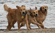 Click here to see the picture (3 Dunfield Brueder.jpg)